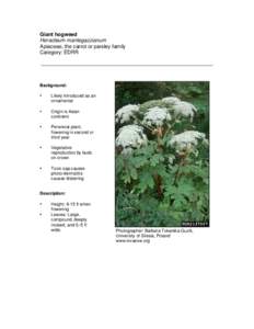 Giant hogweed Heracleum mantegazzianum Apiaceae, the carrot or parsley family Category: EDRR  Background: