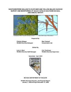 SOUTHWESTERN WILLOW FLYCATCHER AND YELLOW-BILLED CUCKOO SURVEY AND MONITORING AT SELECT SITES IN SOUTHERN NEVADA, 2009 ANNUAL REPORT Southwestern Willow Flycatcher (Charles Lohman)
