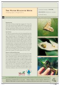 Niphograpta / Spilomelinae / Water hyacinth / Taxonomy / Biology / Agriculture / Proteoteras willingana / Acleris variegana / Aquatic plants / Invasive plant species / Pontederiaceae