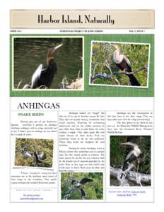 Anhinga / Zoology / Darter / Cormorant / Bird / African Darter / Anhingidae / Birds of North America / Ornithology