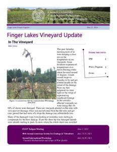 Finger Lakes Grape Program  May 27, 2015 In The Vineyard Mike Colizzi