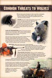Common Threats to Wolves Wolves face many threats to their survival, strangely, none of which come from nature. Here are some common threats that pose the greatest peril to the survival of gray wolves. MYTHS. The most wi