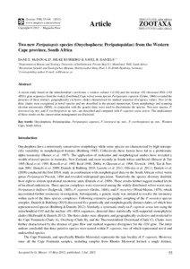 Two new Peripatopsis species (Onychophora: Peripatopsidae) from the Western Cape province, South Africa