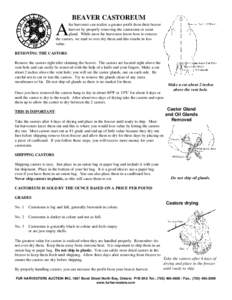 Scent gland / CASTOR / Zoology / Fur trade / Beavers / Castoreum