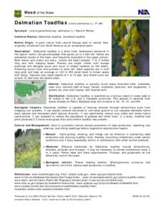 Noxious weed / Agriculture / Calophasia lunula / Plantaginaceae / Linaria dalmatica / Linaria