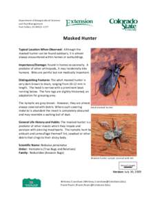Masked hunter / Reduvius / Hemiptera / Reduviidae / Phyla / Protostome