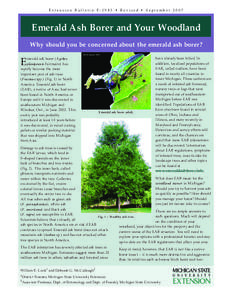Extension Bulletin E-2943 • Revised • September[removed]Emerald Ash Borer and Your Woodland Why should you be concerned about the emerald ash borer? David Cappaert, MSU