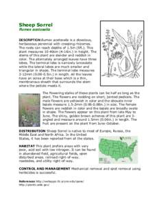 Sheep Sorrel Rumex acetosella DESCRIPTION Rumex acetosella is a dioecious, herbaceous perennial with creeping rhizomes. The roots can reach depths of 1.5m (5ft.). This plant measures 10-40cm (4-16in.) in height. The
