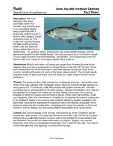 Rudd Scardinius erythrophthalmus Iowa Aquatic Invasive Species Fact Sheet