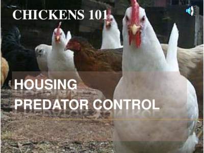 CHICKENS 101  HOUSING PREDATOR CONTROL  1