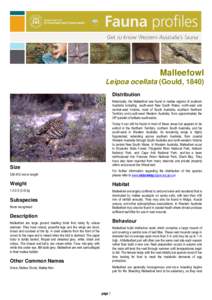 Malleefowl / Fitzgerald River National Park / Mallee / Mallee Cliffs National Park / Birds of Australia / Mallee Woodlands and Shrublands / Natural history of Australia