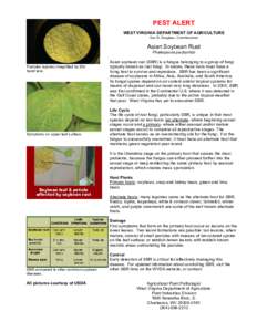 Rust / Asian soybean rust / Soybean rust / Phakopsora pachyrhizi / Spore / Plant pathology / Asexual reproduction / Fungus / Wheat leaf rust / Biology / Basidiomycota / Reproduction