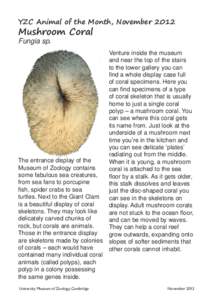 mushroom coral profile.indd