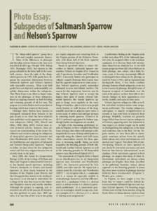 Photo Essay: Subspecies of Saltmarsh Sparrow and Nelson’s Sparrow