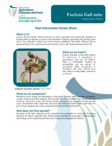 Fuchsia Gall mite  Aculops fuchsiae Keifer Pest Information Series Sheet What is it?