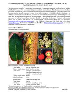 Microsoft Word - Tribal uses for Madrone-#3.doc