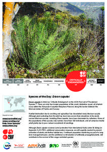 Cycad / Ecology / Ceratozamia / IUCN Red List / Dioon edule / Dioon / Biology / Botany