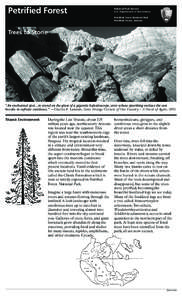 Petrified Forest National Park / Fossils / Petrified wood / Araucarioxylon arizonicum / Sedimentary rock / Chinle Formation / Plant / Petrified Forest / Painted Desert /  Arizona / Arizona / Paleobotany / Paleontology