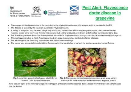 Pest Alert: Flavescence dorée disease in grapevine   