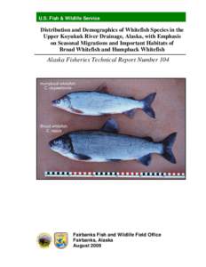 Alaska / Prosopium / Kanuti National Wildlife Refuge / Koyukuk River / Yukon River / Alatna /  Alaska / Allakaket /  Alaska / Round whitefish / Broad whitefish / Geography of Alaska / Coregonus / Geography of the United States