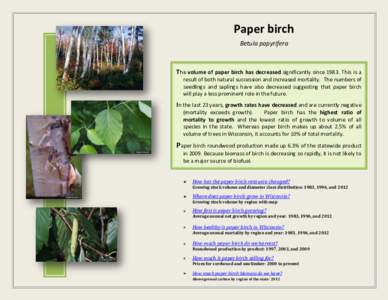 Paper birch Betula papyrifera The volume of paper birch has decreased significantly since[removed]This is a result of both natural succession and increased mortality. The numbers of seedlings and saplings have also decreas