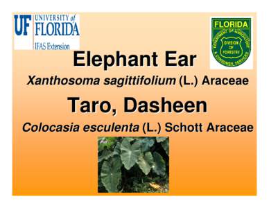 Microsoft PowerPoint - Elephant Ear & Taro