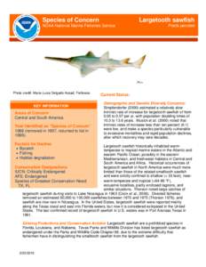 Species of Concern  Largetooth sawfish NOAA National Marine Fisheries Service