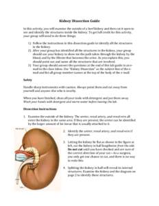 Abdomen / Nephron / Renal column / Renal vein / Renal artery / Urinary system / Renal pelvis / Ureter / Renal cortex / Human anatomy / Anatomy / Kidney