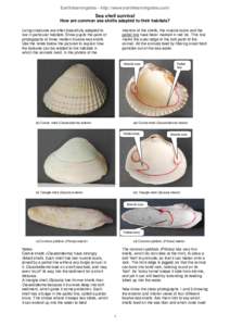 Earthlearningidea - http://www.earthlearningidea.com/  Sea shell survival How are common sea shells adapted to their habitats? Living creatures are often beautifully adapted to