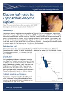 Bat / Taxonomy / Mist net / Biology / Zoology / Hipposideros / Hipposideridae / Diadem Leaf-nosed Bat