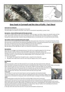 Microsoft Word - Fact sheet Grey Seals in Cornwall