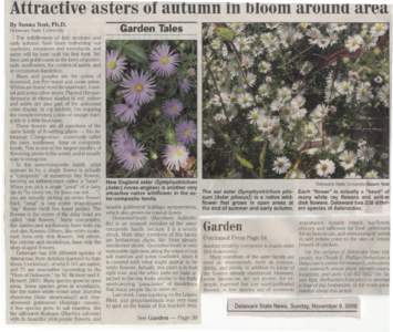 Attractive asters of autumn in bloom arou itt area By Susan Yost, Ph.D. [ lelaware State University The wildflowers of late summer and early autumn have been enlivening our