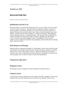 Microsoft Word - BacterialStalkRot-Sunflowers.doc