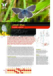 factsheet Small Blue Cupido minimus Conservation status Priority Species in UK Biodiversity Action Plan. The Wildlife and Countryside Actspecifies
