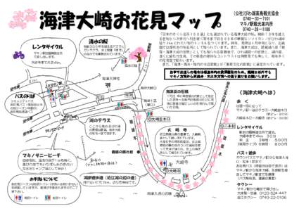 清水の桜 レンタサイクル マキノ駅前臨時貸出所 で貸し出します。  樹齢３００年を越えるアズマヒ