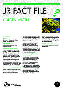 Junior RangerS  www.juniorrangers.com.au JR FACT FILE Golden Wattle