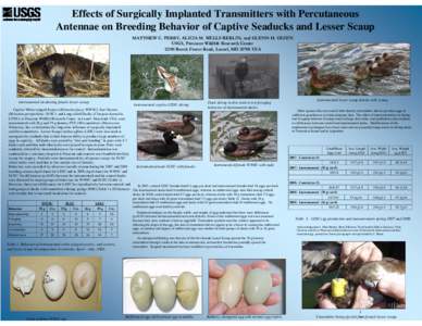 Effects of Surgically Implanted Transmitters with Percutaneous Antennae on Breeding Behavior of Captive Seaducks and Lesser Scaup MATTHEW C. PERRY, ALICIA M. WELLS-BERLIN, and GLENN H. OLSEN USGS, Patuxent Wildlife Resea