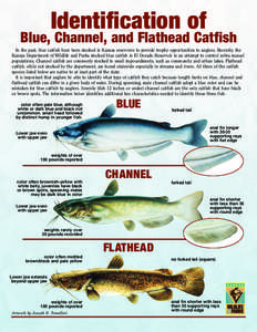 Identification of  Blue, Channel, and Flathead Catfish In the past, blue catfish have been stocked in Kansas reservoirs to provide trophy opportunities to anglers. Recently, the Kansas Department of Wildlife and Parks st
