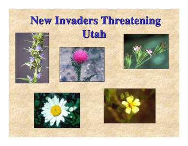 New Invaders Threatening Utah Viper ’s Bugloss Viper’s