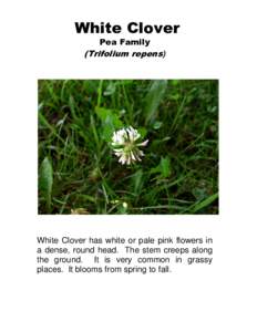 White Clover Pea Family (Trifolium repens)  White Clover has white or pale pink flowers in
