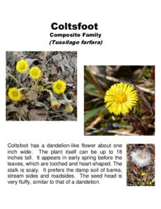 Coltsfoot Composite Family (Tussilago farfara)  Coltsfoot has a dandelion-like flower about one