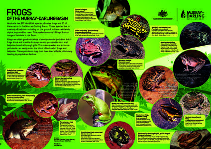Limnodynastes / Cyclorana / Grass frog / Amphibians of Western Australia / Amphibians of Australia / Litoria / Frog