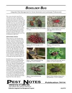 Jadera haematoloma / Boisea / Acer negundo / Miridae / Jadera / Software bug / Flora of the United States / Rhopalidae / Boxelder bug