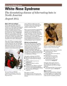 U.S. Fish & Wildlife Service  White-Nose Syndrome The devastating disease of hibernating bats in North America August 2014