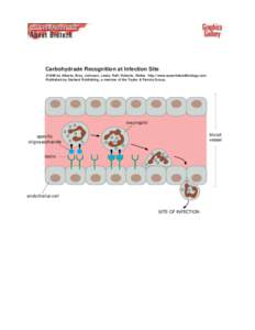 Carbohydrade Recognition at Infection Site ©1998 by Alberts, Bray, Johnson, Lewis, Raff, Roberts, Walter . http://www.essentialcellbiology.com Published by Garland Publishing, a member of the Taylor & Francis Group.  ne