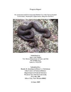 Fauna of Canada / Fauna of the United States / Garter snake / Blackneck garter snake / Thamnophis rufipunctatus / Gila River / Snake / Squamata / Herpetology / Thamnophis