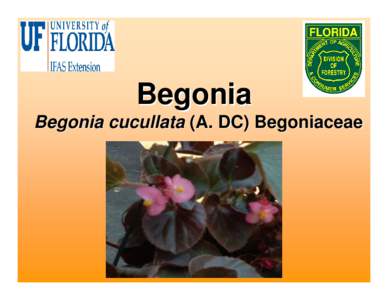 Veitch Nurseries / Biology / Agriculture / Flora of Peru / Begonia grandis / Begonia / Flowers / Botany