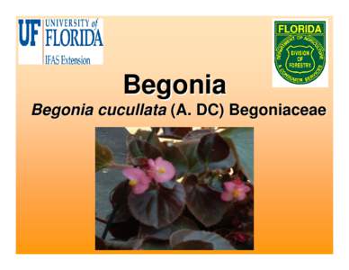 Microsoft PowerPoint - Begonia