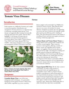 omato Virus Diseases T Various Introduction Fresh tomatoes are a hallmark of summer and a staple