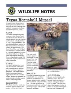 WILDLIFE NOTES Texas Hornshell Mussel All photos by Brian Lang  At one time New Mexico had at